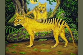 Rappresentazione artistica di due esemplari di tigre della Tasmania (fonte: Polev1979, da Wikipedia) 