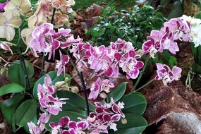 Aurum. festa della orchidee, con PArco della MAiella (ANSA)