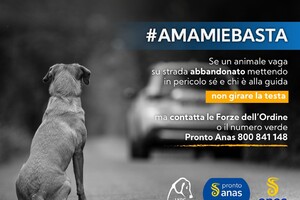 Incidenti provocati dall'abbandono di animali: la campagna (ANSA)