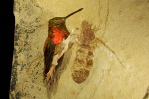 Il fossile di una formica gigante vissuta 47 milioni di anni fa, a confronto con un colibrì (fonte: Bruce Archibald) (ANSA)