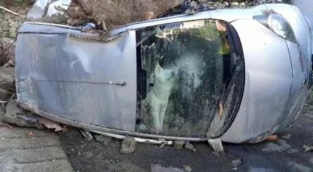Casamicciola: cane da sabato in auto gravemente danneggiata © ANSA