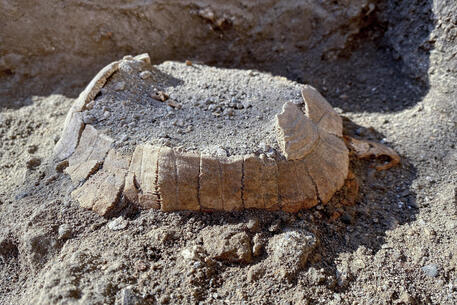 Pompei, ecco la testuggine ritrovata in via dell'Abbondanza. Foto Ciro Fusco ANSA © ANSA