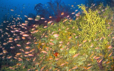 A Ischia spunta un 'giardino segreto' nell’area marina protetta © Ansa
