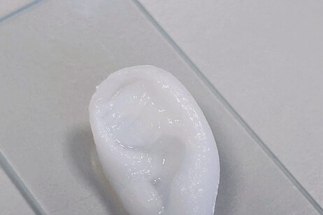Un orecchio stampato in 3D (fonte: Martina Marcotulli, Gianluca Cidonio/IIT)