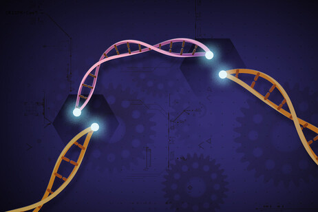 Rappresentazione grafica della tecnica Crispr che riscrive il Dna (fonte: Ernesto del Aguila III, National Human Genome Research Institute, NIH)