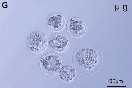 Gli embrioni di topo sviluppati in condizioni di microgravità (fonte: Wakayama et al., iScience, 2023)