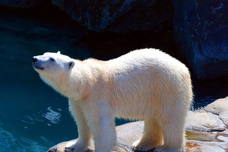 Il maglione del futuro imita la struttura del pelo degli orsi polari (fonte: pixabay)