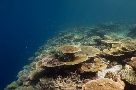 Coralsa in Magoodhoo isle,  Faafu, Maldives (credit: University of Milano-Bicocca)