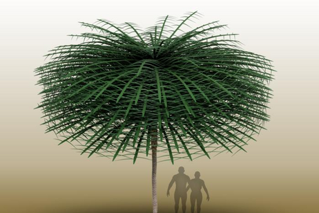 Rappresentazione artistica del Sanfordiacaulis con al fianco in scala l’uomo che però non era presente al tempo dell'albero. Fonte: Tim Stonesifer