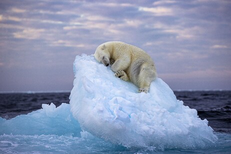 Letto di ghiaccio (fonte: ©Nima Sarikhani, Wildlife Photographer of the Year)