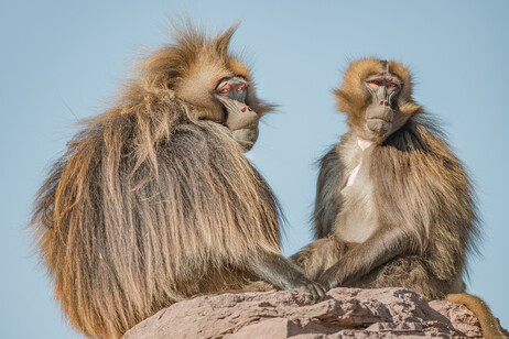 Ritratto di una coppia di babbuini africani (fonte: Neurobite, iStock)