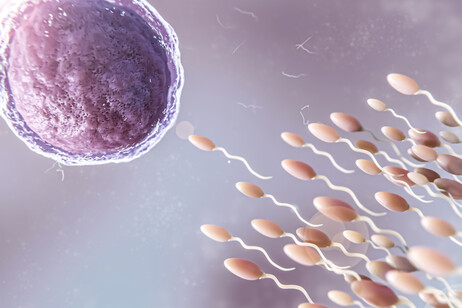 Una nuova tecnica permette di ottenere ovociti da cellule adulte senza doverle riprogrammare (fonte: Freepik)