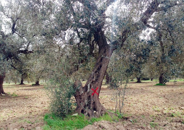 Xylella, milioni olivi colpiti, 350 esperti cercano rimedio (foto: ANSA )