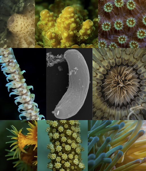 Esempi di microrganismi ospiti delle colonie di coralli (fonte: Keeling PJ et al., 2021, PLOS Pathogens, CC-BY 4.0 (https://creativecommons.org/licenses/by/4.0/)