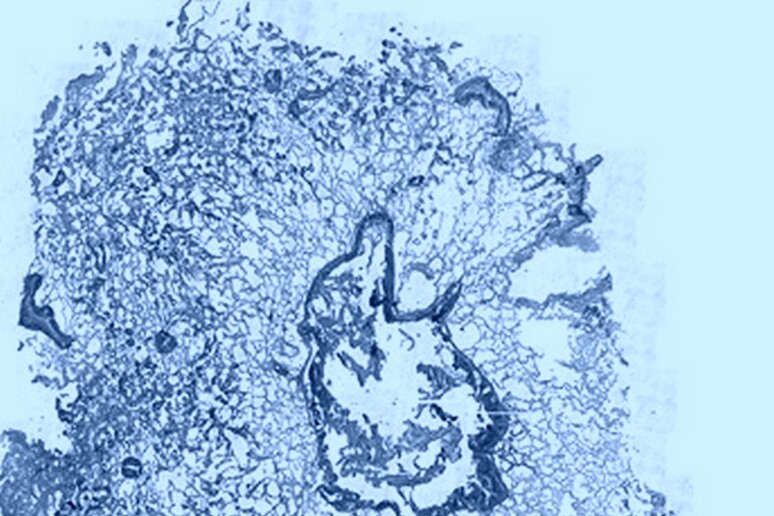 Sezione di tessuto di mollusco visto al microscopio ottico (fonte: CNR) - RIPRODUZIONE RISERVATA