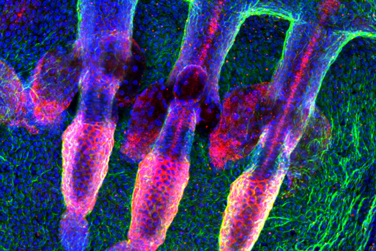 Cellule della pelle prelevate dalla coda di un topo (fonte: Claire Cox e Michaela Frye, Wellcome Trust Centre For Stem Cell Research, University of Cambridge) - RIPRODUZIONE RISERVATA
