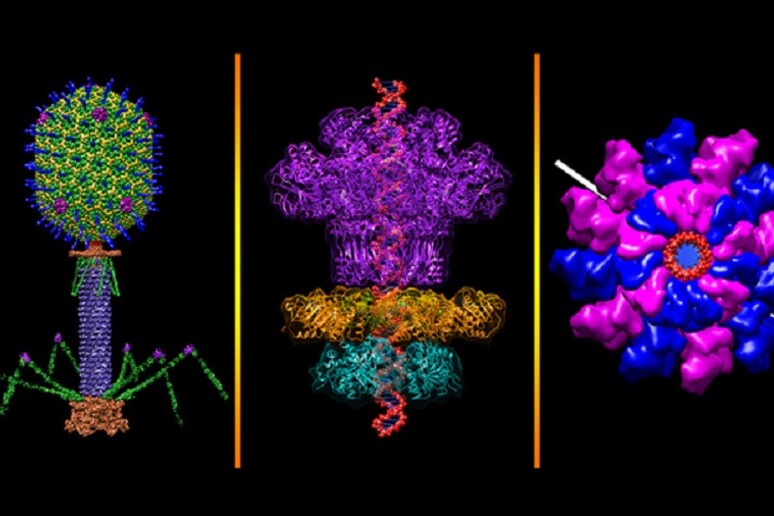 Esempi di batteriofagi, i virus che infettano i batteri (fonte: Credit: Victor Padilla-Sanchez, The Catholic University of America, NIH, da Flickr) - RIPRODUZIONE RISERVATA