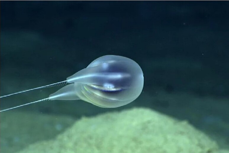 La nuova specie scoperta negli abissi oceanici (fonte: NOAA) - RIPRODUZIONE RISERVATA