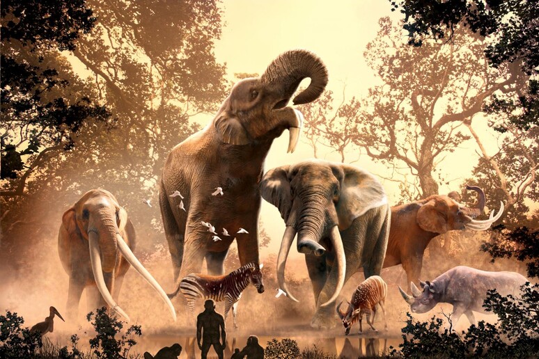 Il cervello grande ha salvato gli elefanti dall 'estinzione (fonte: Julius Csotonyi) - RIPRODUZIONE RISERVATA