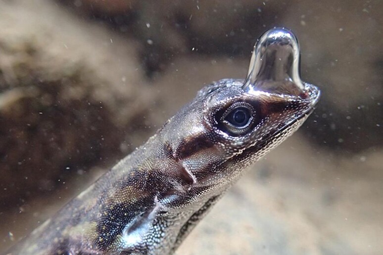 Alcune lucertole della specie Anolis si sono adattate a respirare sott 'acqua per sfuggire ai predatori, riutilizzando l 'aria espirata grazie a una bolla sui muso (fonte: Lindsey Swierk) - RIPRODUZIONE RISERVATA