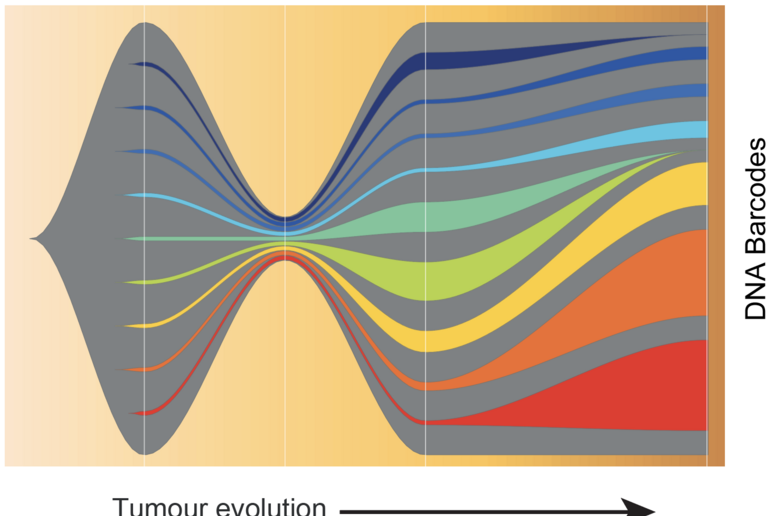 Ogni linea colorata rappresenta una diversa  'bandierina ' di Dna: quando il tumore evolve, alcune cellule diventano dominanti, mentre le altre vengono eliminate grazie alle terapie somministrate (Fonte: Garvan Institute of Medical Research) - RIPRODUZIONE RISERVATA