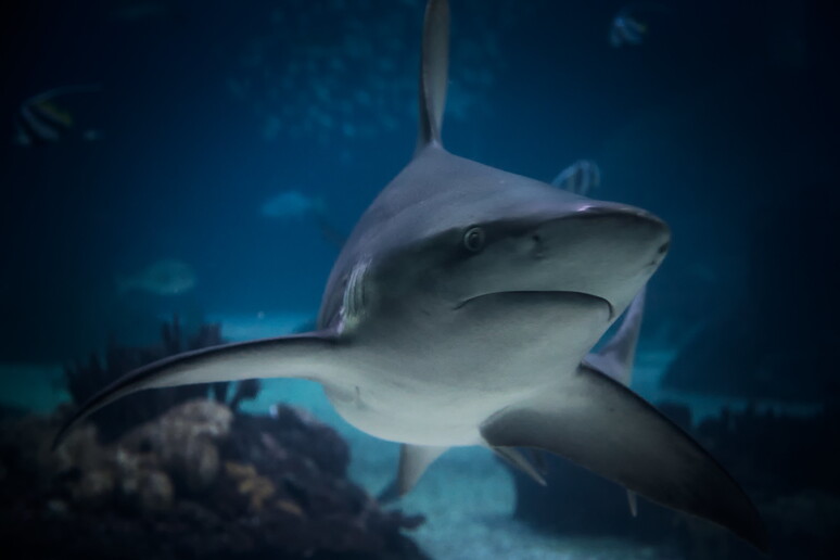 Nuovi dati sfatano il mito secondo cui gli squali non dormono mai (fonte: Enrico Strocchi da Flickr) - RIPRODUZIONE RISERVATA