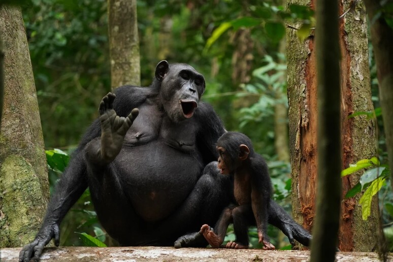 Il linguaggio degli scimpanzé più complesso del previsto (fonte: © Liran Samuni, Taï Chimpanzee Project) - RIPRODUZIONE RISERVATA