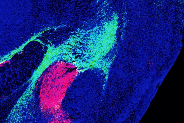 In verde la regione del talamo e in rosso la regione del tronco encefalico che inviano segnali all’amigdala (fonte: Salk Institute) - RIPRODUZIONE RISERVATA