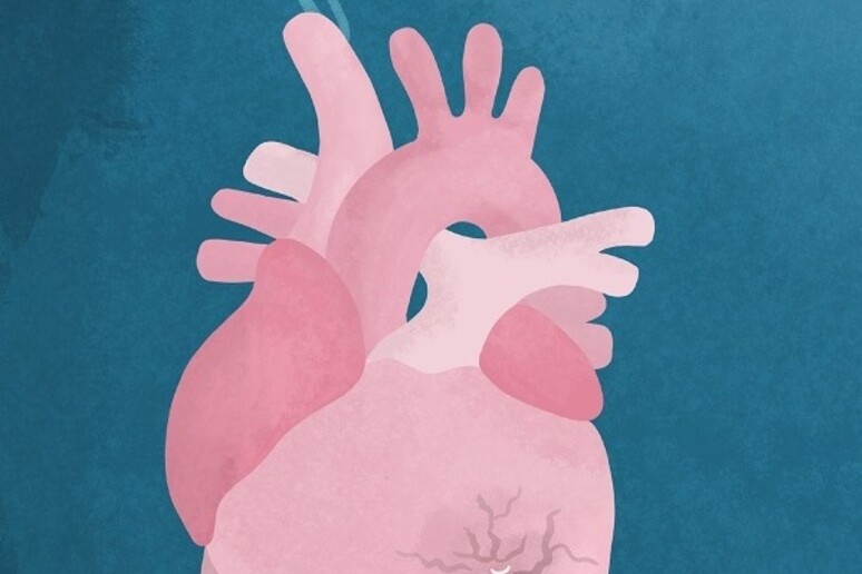Svelato il ruolo delle mutazioni genetiche nello scompenso cardiaco (fonte: Eleonora Adami, MDC) - RIPRODUZIONE RISERVATA