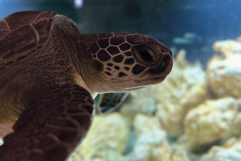 Green turtle (Chelonia mydas) (credit: Piero Carlino,Sea Turtle Research, Rescue and Rehabilitation) -     RIPRODUZIONE RISERVATA