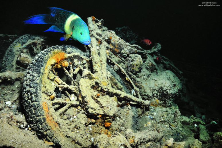 La biodiversità marina trova rifugio in una motocicletta abbandonata sul fondale (fonte: Wilfred_Hdez, CC-BY 2.0) - RIPRODUZIONE RISERVATA