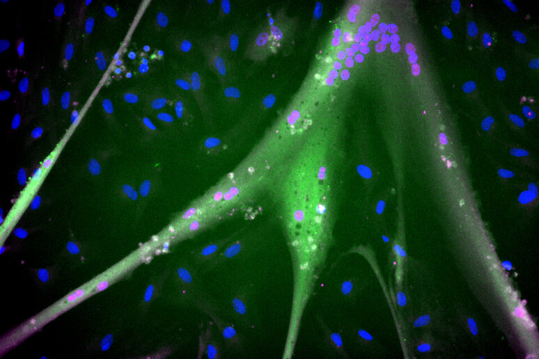 Stem cells from bovine muscle (Credit: Andrew Stout, Tufts University) - RIPRODUZIONE RISERVATA