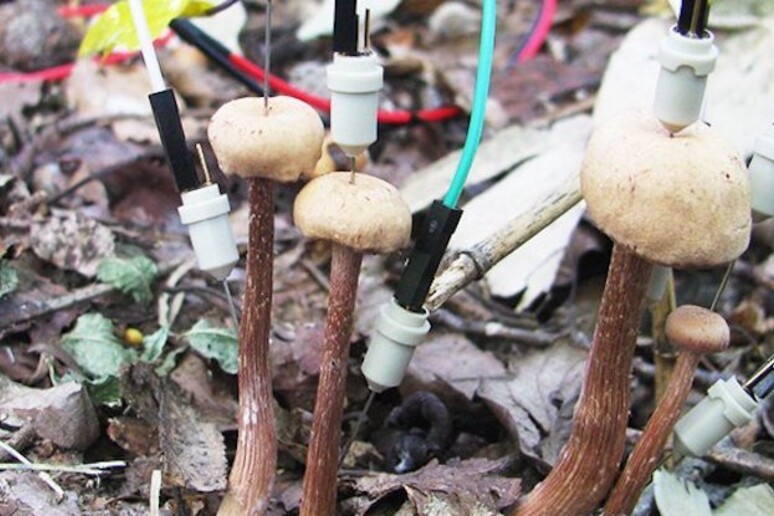 Gli autori dello studio hanno attaccato elettrodi ai funghi trovati nella foresta, monitorandoli per circa due giorni (fonte: Yu Fukasawa/Tohoku University) - RIPRODUZIONE RISERVATA