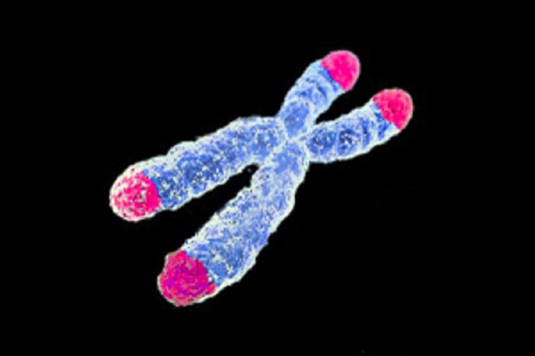 Rappresentazione grafica diun cromosoma e alle estremità, in rosa, i telomeri (fonte: AJC1, da Wikipedia) - RIPRODUZIONE RISERVATA