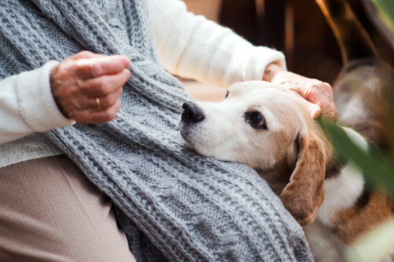 Over 65, un cucciolo può aiutare a ritrovare la salute - RIPRODUZIONE RISERVATA