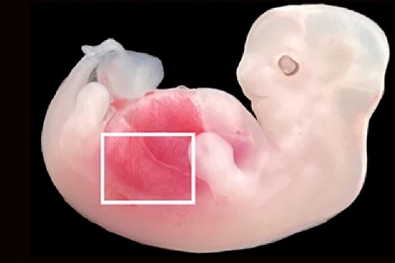 L 'embrione di maiale che contiene cellule umane dai quali si formeranno i reni (fonte: Wang, Xie, Li, Li, and Zhang et al., Cell Stem Cell, 2023) - RIPRODUZIONE RISERVATA