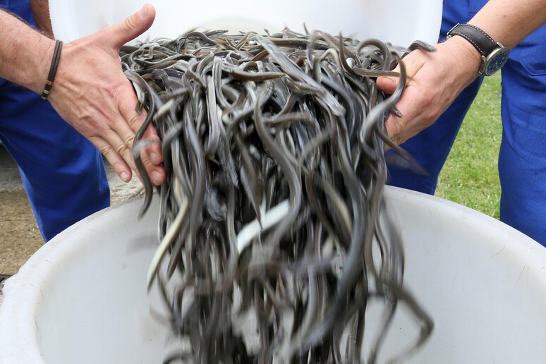 Stop alla pesca delle anguille nel Mediterraneo -     RIPRODUZIONE RISERVATA
