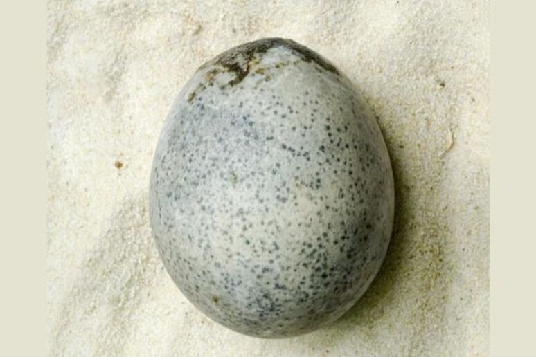 L’antico uovo di età romana recuperato intatto nella cittadina di Aylesbury (fonte: © Oxford Archaeology) -     RIPRODUZIONE RISERVATA