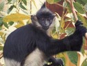 Identificato primo caso vaiolo delle scimmie in Italia (ANSA)