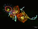 Plancton visto con il microscopio a fluorescenza (fonte: Helena Parra, Institut de Biologia Evolutiva, CSIC-Universitat Pompeu Fabra) (ANSA)