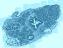  Sezione di tessuto di mollusco vista al microscopio ottico (fonte: Marco Girasole) (ANSA)