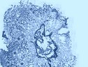 Sezione di tessuto di mollusco visto al microscopio ottico (fonte: CNR) (ANSA)