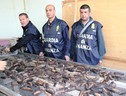 Battistoni (Mipaaf), dal primo gennaio stop pesca cetrioli marini (ANSA)