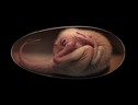 Ricostruzione artistica dell’embrione di dinosauro Baby Yingliang (fonte: Lida Xing)   (ANSA)
