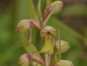 l'orchidea selvatica Coeloglossum viride (ANSA)