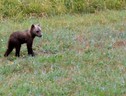 Nel Parco d'Abruzzo salvato un ciucciolo di orso. Video vince premio Aidap (fonte Aidap) (ANSA)