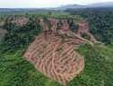 Accordo in Ue allo stop dell'import di prodotti da deforestazione (ANSA)