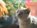 I gatti capiscono quando il padrone parla con loro o con altre persone (fonte: Pixabay) (ANSA)