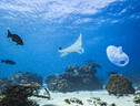 Il 90% specie marine si estinguerà prima di essere scoperto  (ANSA)