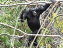 Uno scimpanzé maschio adulto cammina eretto tra i rami (fonte: Rhianna Drummond-Clarke) (ANSA)